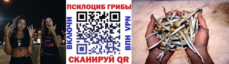 Псилоцибиновые грибы Cubensis Южноуральск